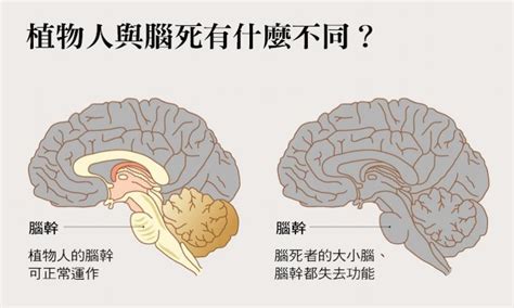 腦漿溢出還能活嗎|腦死會不會醒來？昏迷指數是什麼？7重點一次了解